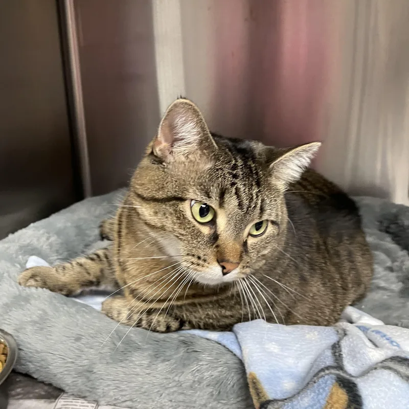 A young medium-sized female Gray / Blue / Silver American Shorthair cat named Baby for adoption in North Kingstown, RI