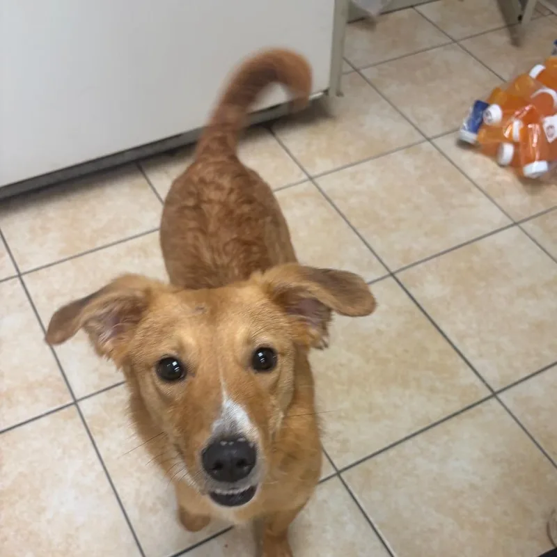 A young small-sized female Brown / Chocolate Miniature Dachshund dog named Gypsy for adoption in Pekin, IL