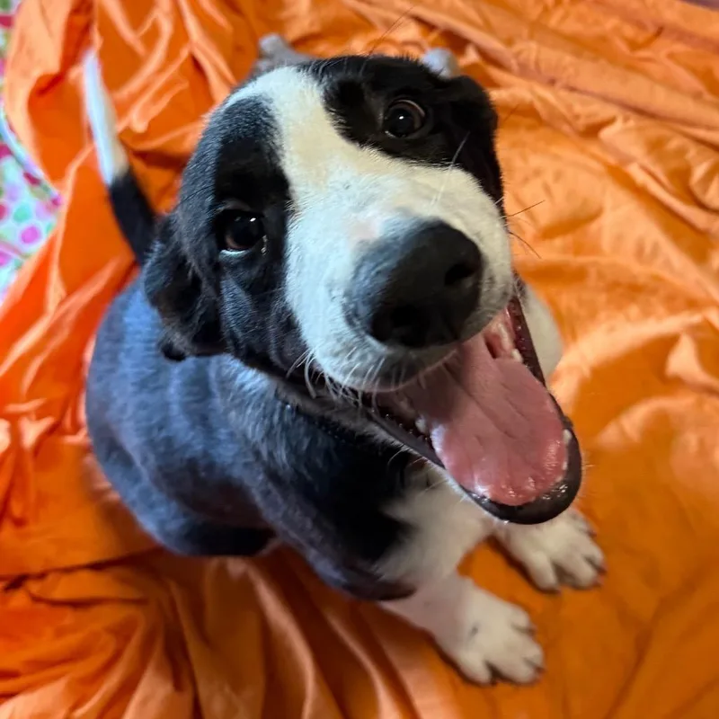 A baby large-sized male White / Cream Mixed Breed dog named Aiden for adoption in Wilmington, DE