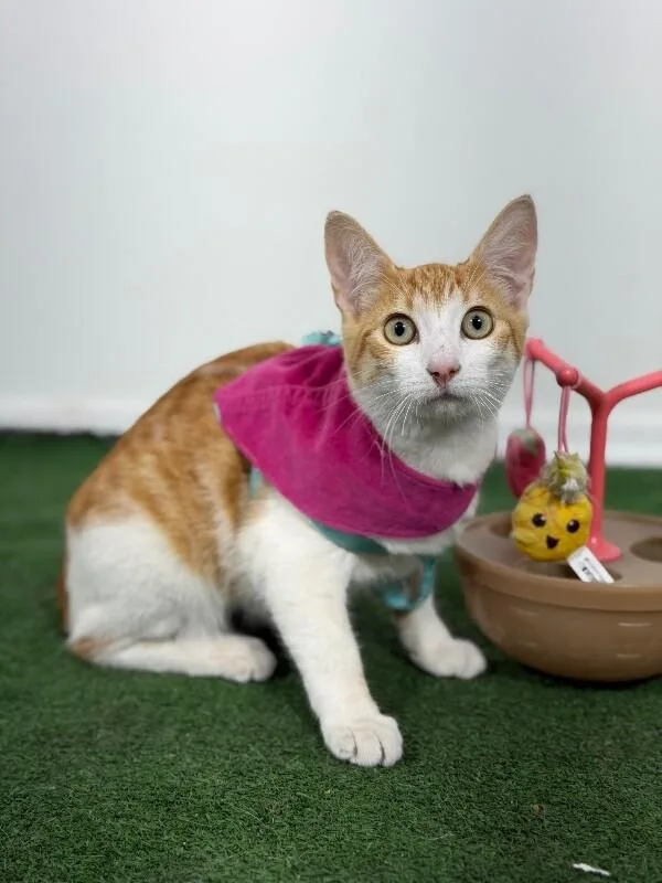 A baby small-sized female Orange & White American Shorthair cat named Ruby for adoption in Carlsbad, CA