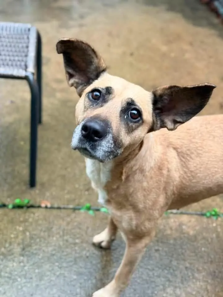 An adult medium-sized female Yellow / Tan / Blond / Fawn Pit Bull Terrier dog named Cornflakes for adoption in Chicago, IL