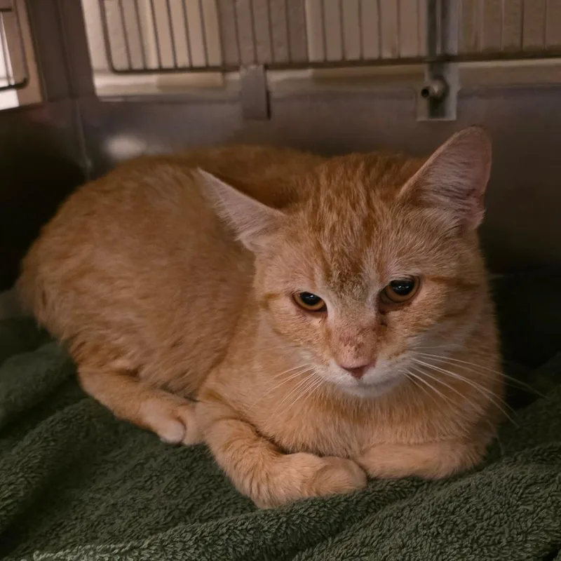 A young medium-sized male Orange / Red Domestic Short Hair cat named Lando for adoption in Bristol, IN