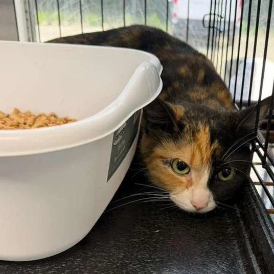 An adult medium-sized female Black Domestic Short Hair cat named Ophelia for adoption in Gadsden, AL