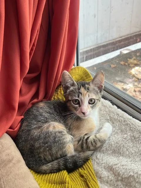 A baby medium-sized female Calico cat named Tigger for adoption in Monrovia , CA
