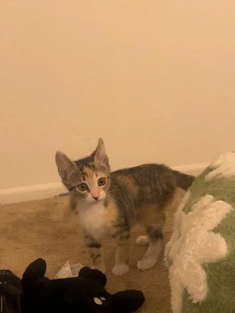 Tigger thumbnail 3