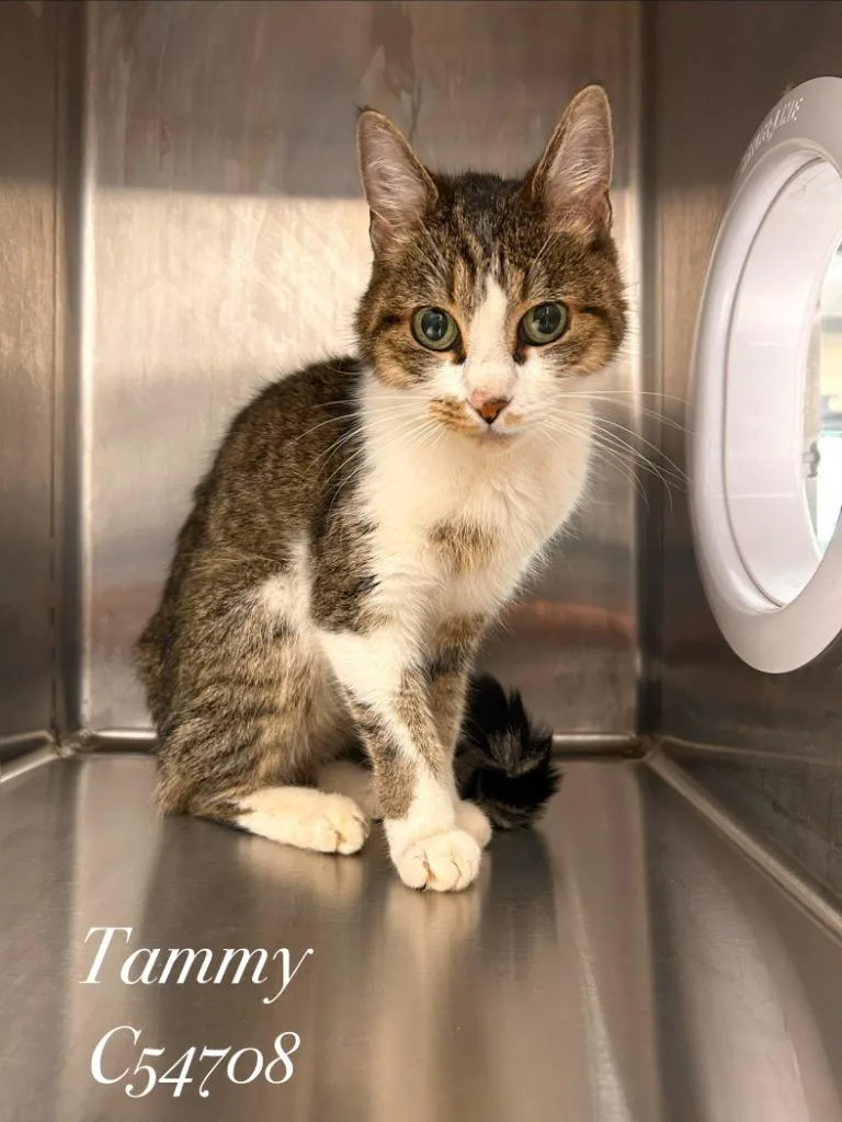 Tammy