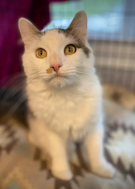 A baby small-sized male Domestic Long Hair cat named Lucky for adoption in Duxbury, MA