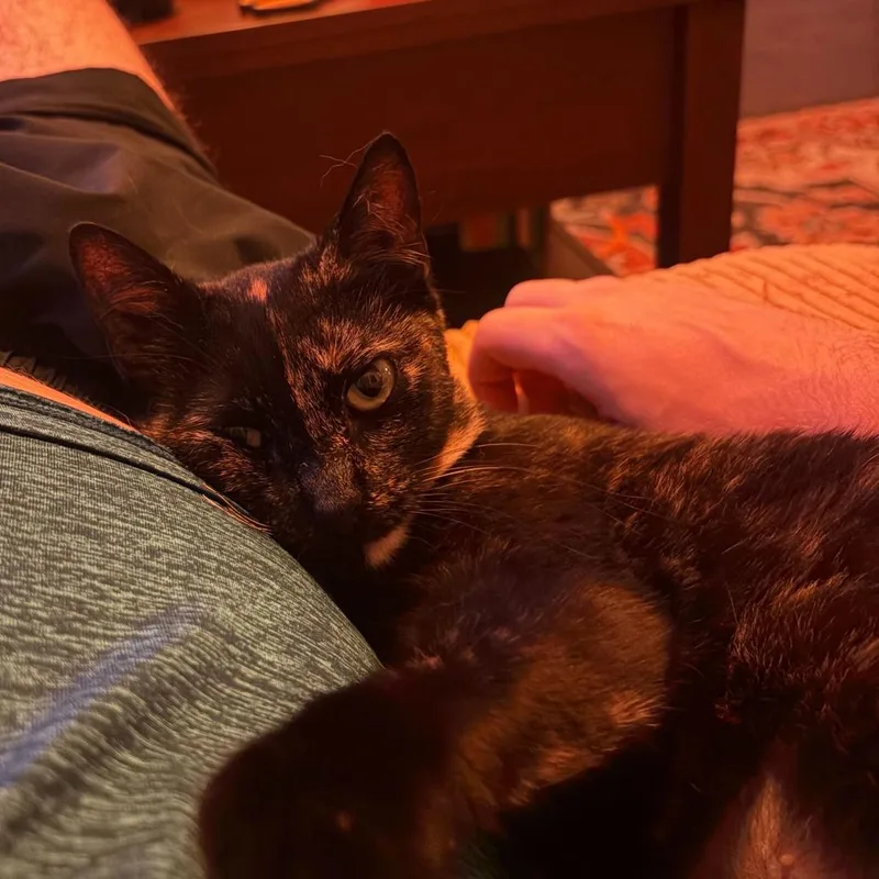 A young small-sized female Tortoiseshell Domestic Short Hair cat named Ava for adoption in New York, NY