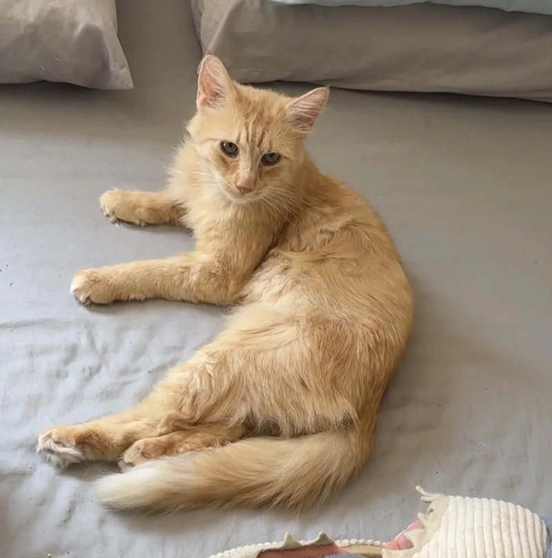 A young medium-sized male Orange & White Domestic Short Hair cat named Theo for adoption in Brooklyn, NY