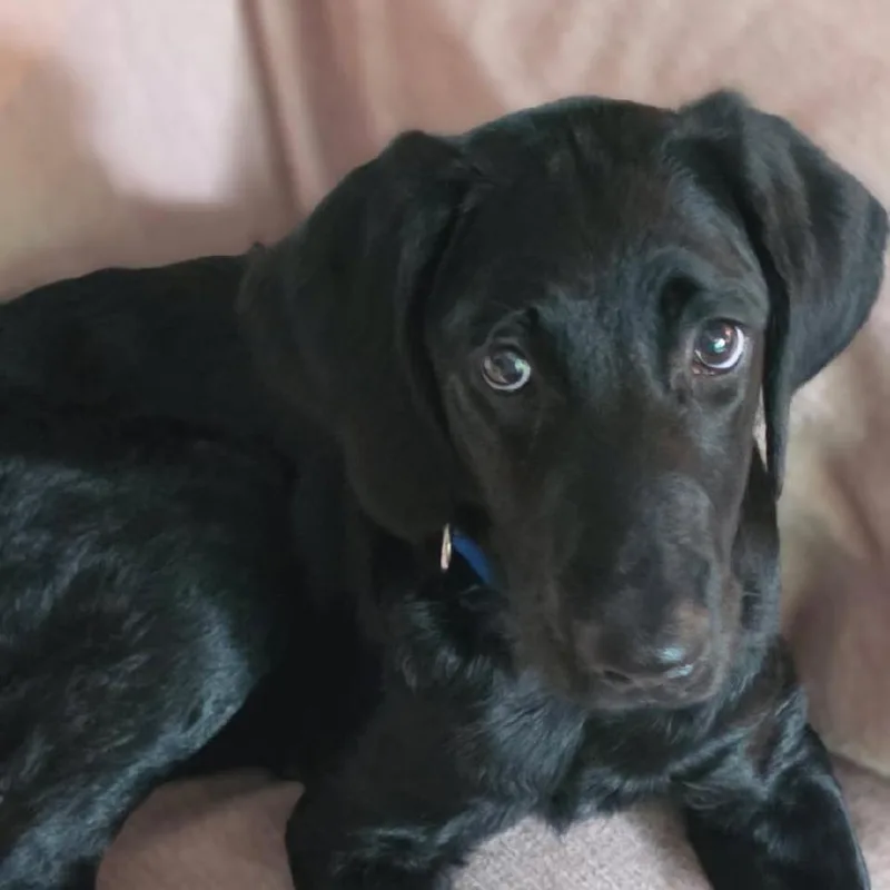 A baby large-sized male Black Labrador Retriever dog named Biscuit for adoption in Rossville, GA