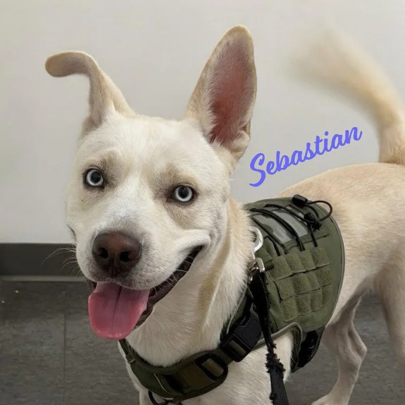 A young medium-sized male Siberian Husky dog named Sebastian adventureready for adoption in Houston, TX