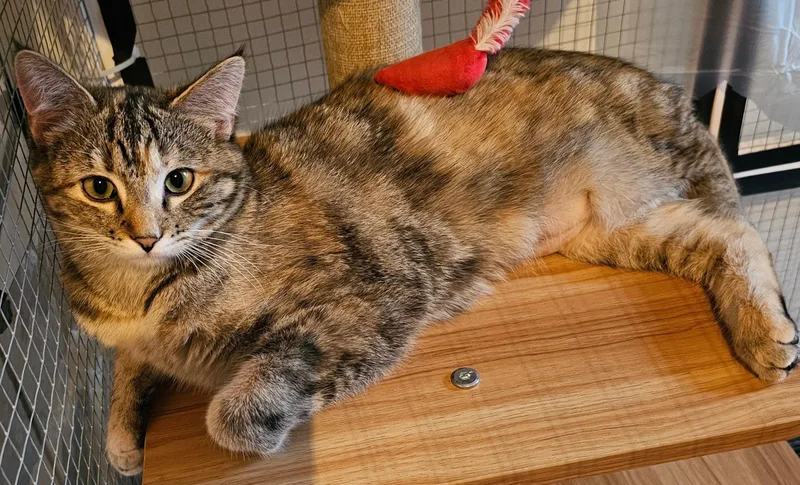 A young medium-sized female Torbie Domestic Short Hair cat named Kendra for adoption in Milwaukee, WI