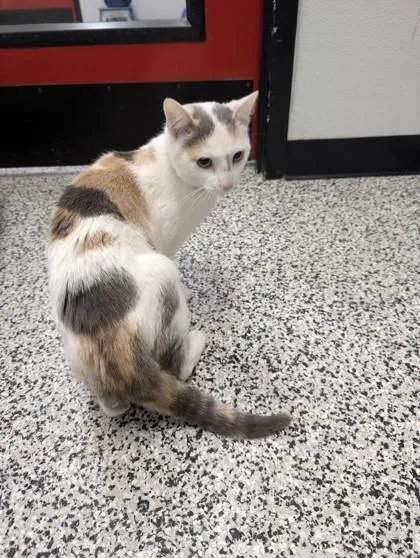 An adult small-sized female Domestic Short Hair cat named Maggie for adoption in West Chester, PA