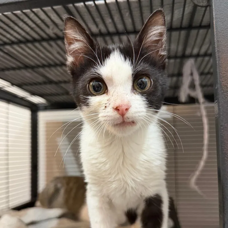 A baby small-sized male Black Domestic Short Hair cat named Soy for adoption in Jupiter, FL