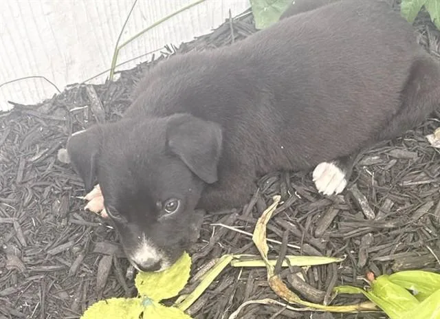 A baby small-sized male Labrador Retriever dog named A for adoption in Conroe, TX