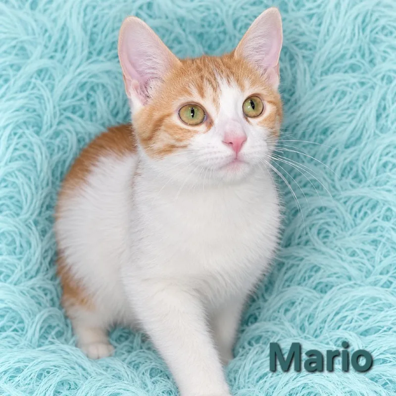 A baby small-sized male Orange / Red Domestic Short Hair cat named Mario for adoption in Quincy, OH