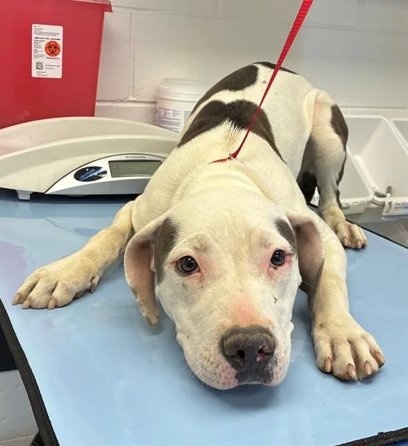 A young large-sized female Pit Bull Terrier dog named Tulip for adoption in Mesa, AZ