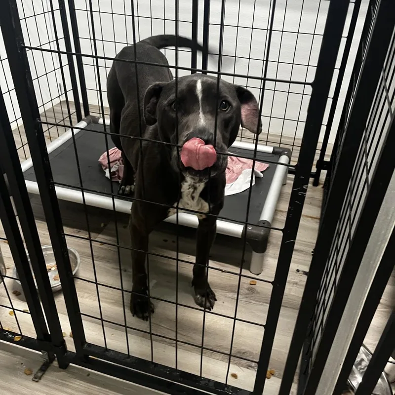 An adult medium-sized male Gray / Blue / Silver Terrier dog named Bear for adoption in St. Louis, MO