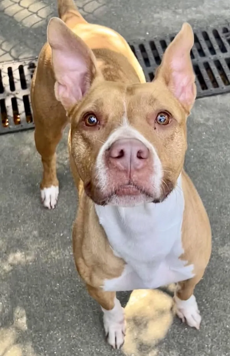 An adult medium-sized female Brown / Chocolate Pit Bull Terrier dog named Arleth for adoption in Chicago, IL