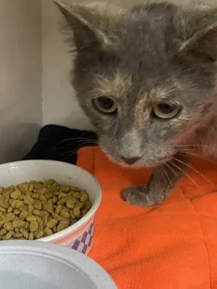 An adult medium-sized female Dilute Tortoiseshell Domestic Short Hair cat named Aurora for adoption in Belleville, MI