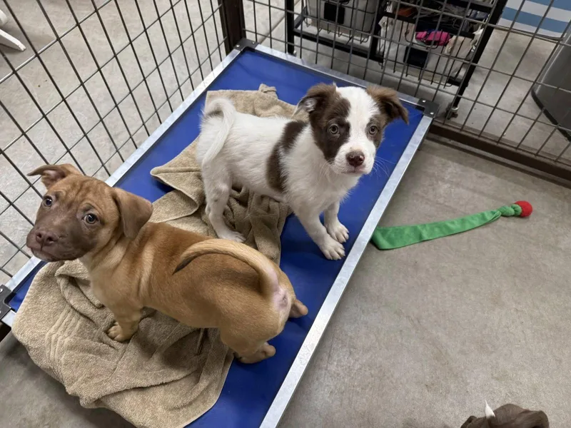 A baby medium-sized male Australian Shepherd dog named Lonny for adoption in Phoenix, AZ