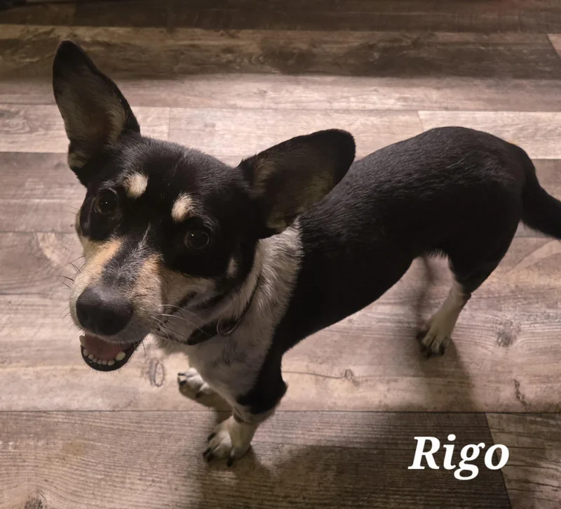 Rigo thumbnail 2