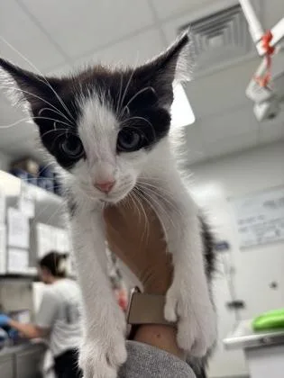 A baby small-sized female Domestic Short Hair cat named Chelsea for adoption in Cumming, GA