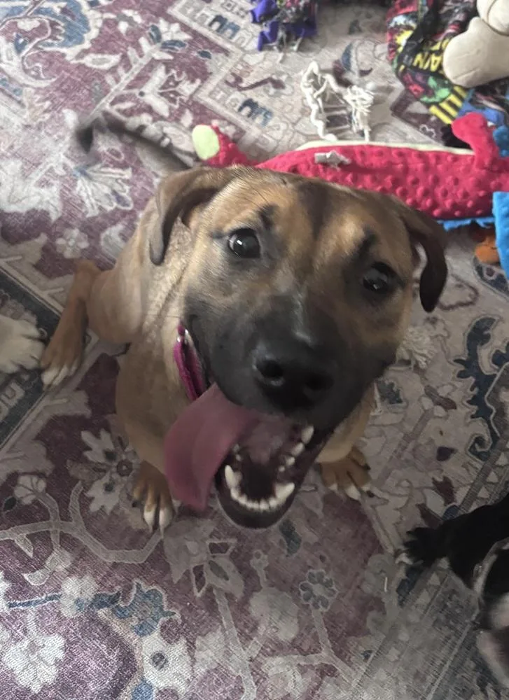 A baby medium-sized female Hound dog named Marnie for adoption in Fremont, NE