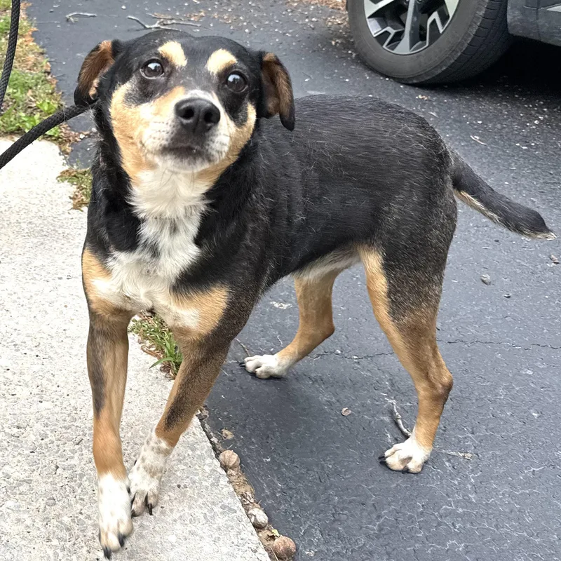 An adult medium-sized male Tricolor (Brown, Black, & White) Miniature Pinscher dog named Eddie S for adoption in Sequatchie, TN