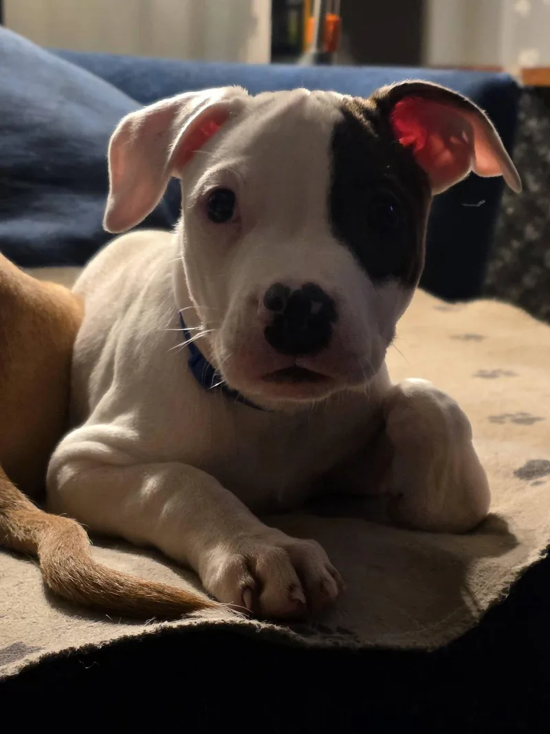 Puppies  Coming Soon