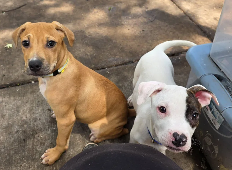 Puppies  Coming Soon thumbnail 2
