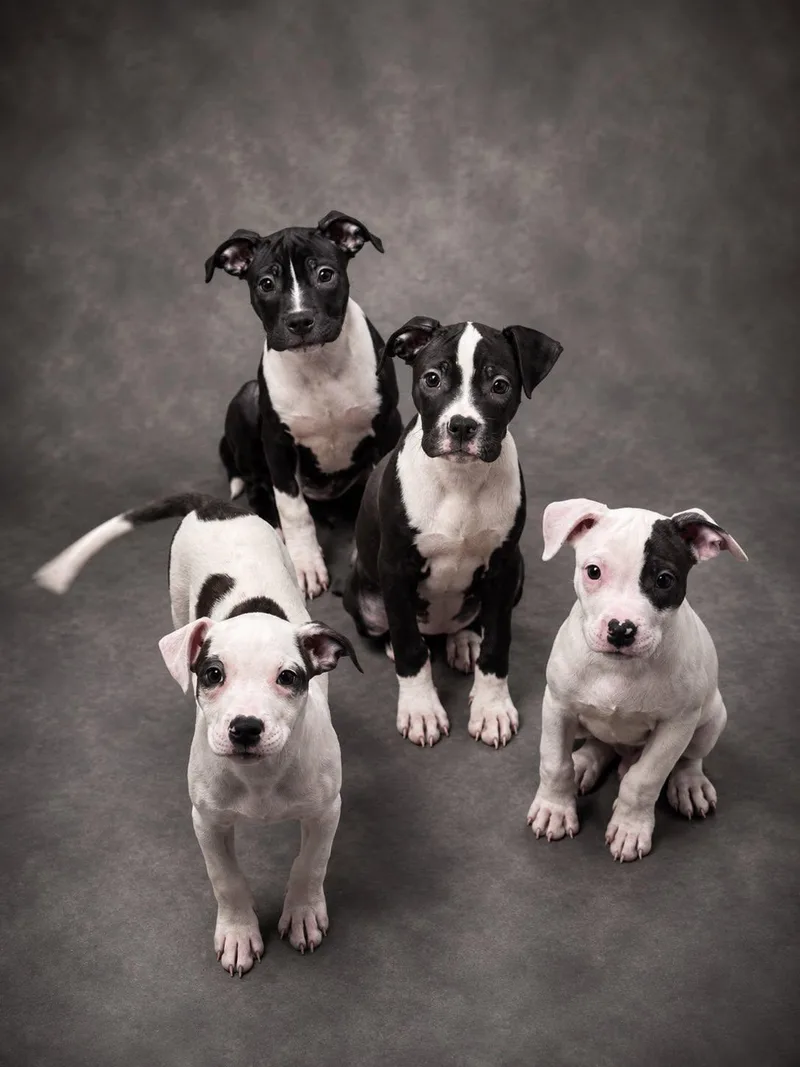 Puppies  Coming Soon thumbnail 3