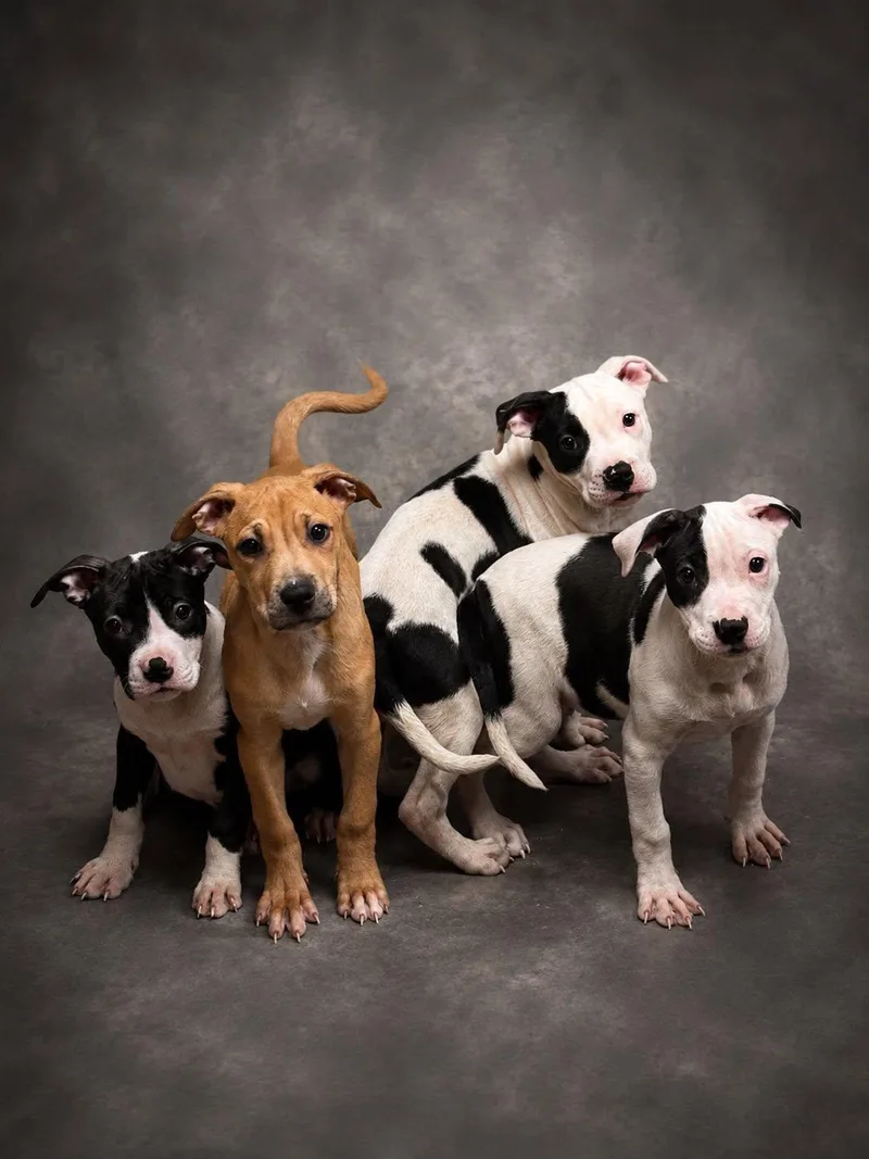 Puppies  Coming Soon thumbnail 5
