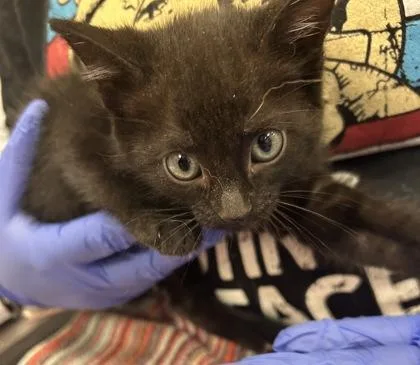 A baby small-sized female Domestic Short Hair cat named Santa Barbara for adoption in Fishers, IN