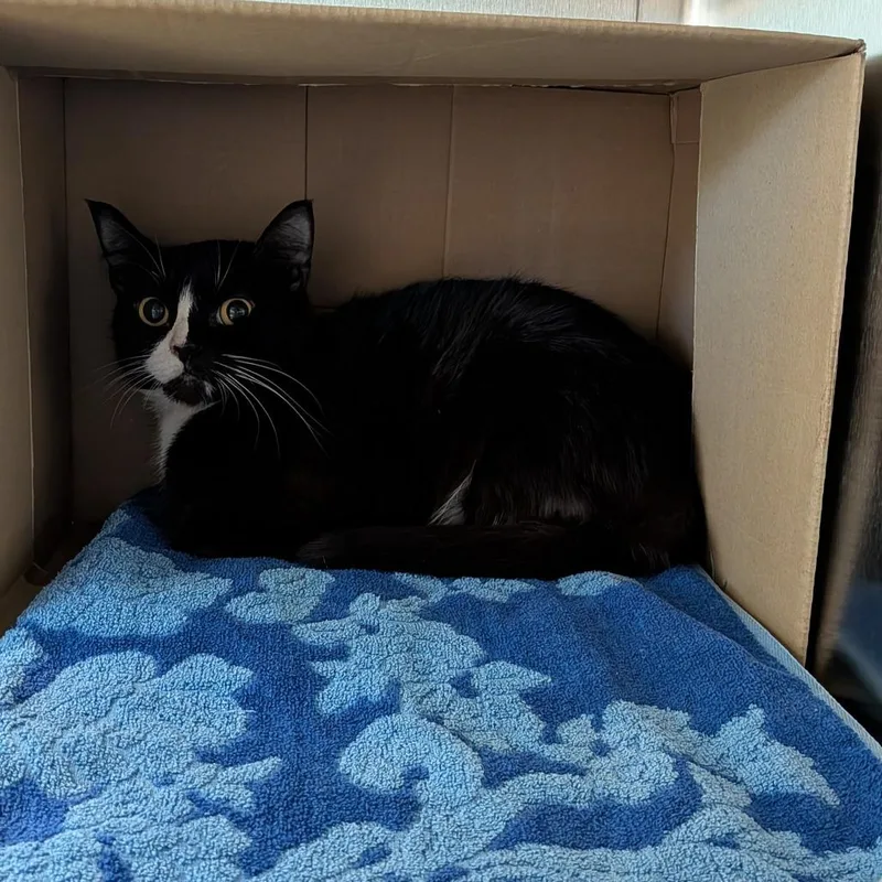 A young medium-sized female Black Domestic Short Hair cat named Sailor Cat Pearl Krabs for adoption in Tacoma, WA