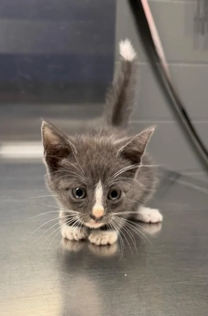 A baby small-sized male Domestic Short Hair cat named Josh for adoption in Missouri City, TX