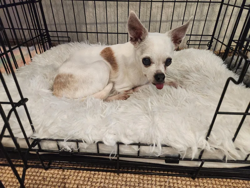 A senior small-sized female Chihuahua dog named Lantana for adoption in Austin, TX