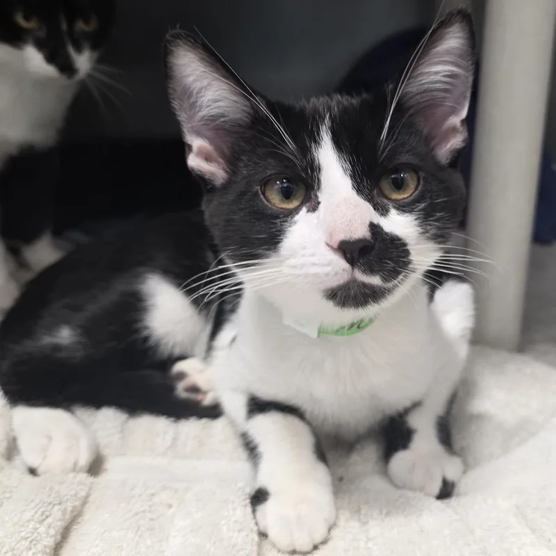 A baby medium-sized male Black Domestic Short Hair cat named Romeo for adoption in Fort Wayne, IN