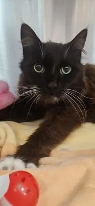 An adult small-sized male Domestic Medium Hair cat named Taylor for adoption in Roseville, CA