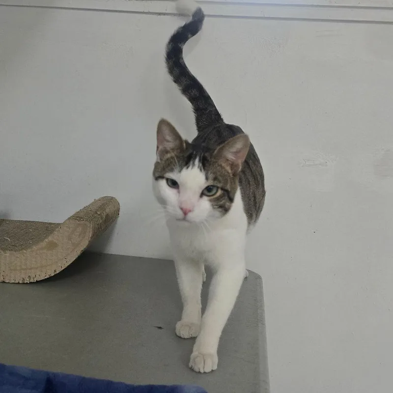 A young medium-sized male Brown / Chocolate Domestic Short Hair cat named Cricket for adoption in Denver, CO
