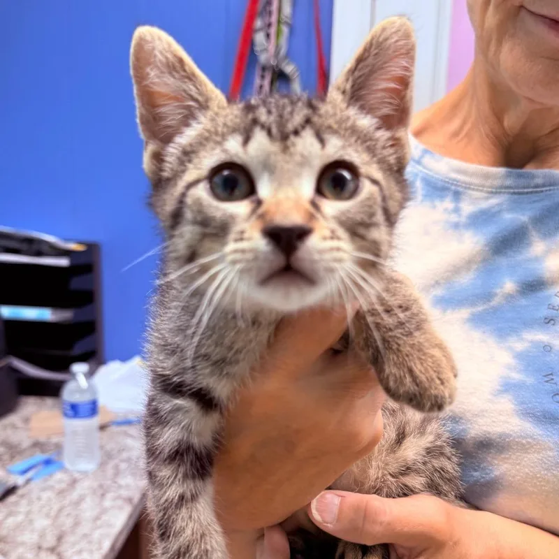A baby small-sized male Domestic Short Hair cat named Ari for adoption in Utica, MI