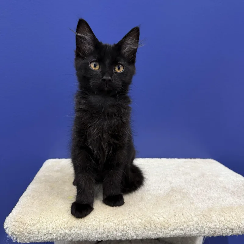 A baby medium-sized male Black Domestic Medium Hair cat named Vader for adoption in High Ridge, MO