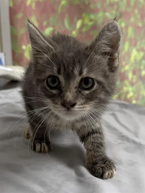 A baby small-sized female Domestic Short Hair cat named Seaweed for adoption in San Antonio, TX