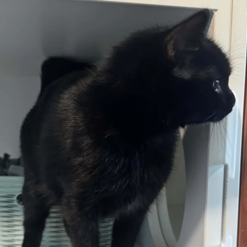 A young medium-sized female American Shorthair cat named Lady for adoption in Danbury, CT