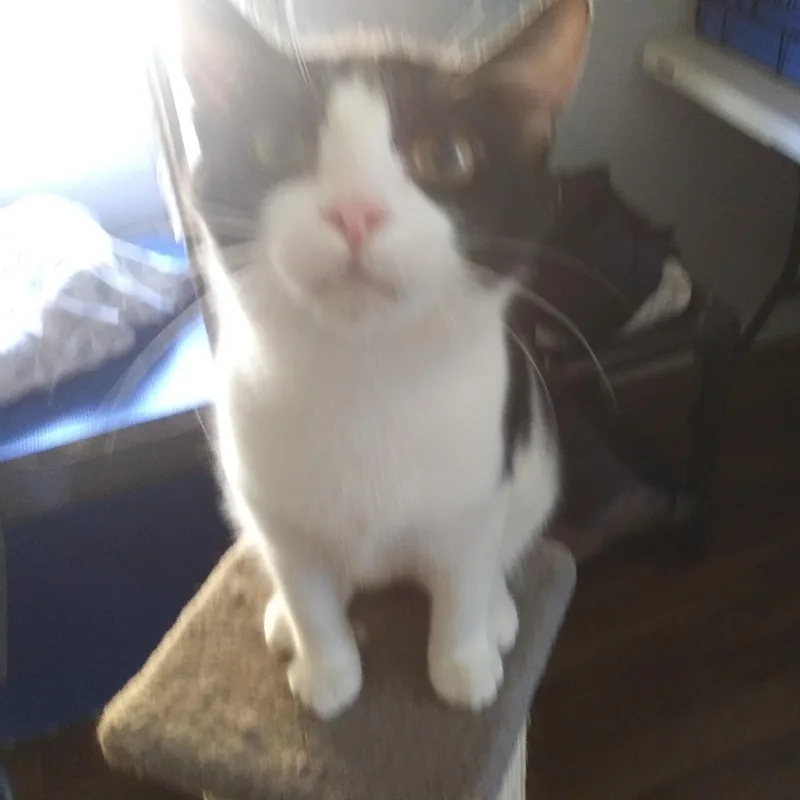 A young medium-sized female Black & White / Tuxedo Domestic Short Hair cat named Tonya for adoption in Port Wentworth, GA