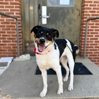 An adult medium-sized male Terrier dog named Rocky for adoption in Washington, DC