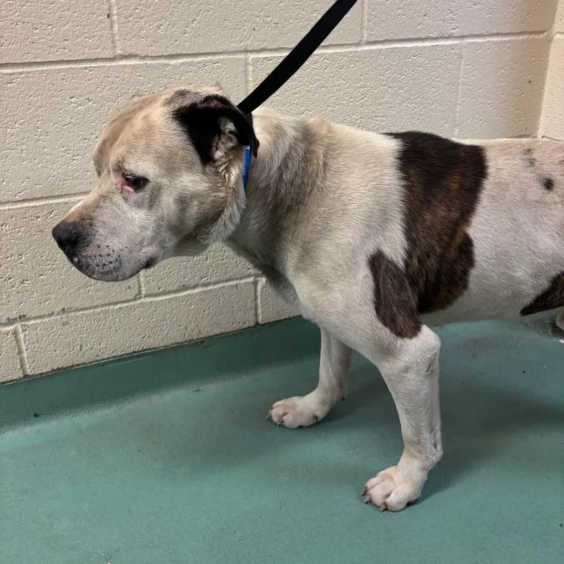 An adult large-sized male White / Cream Mixed Breed dog named L.c. for adoption in Memphis, TN