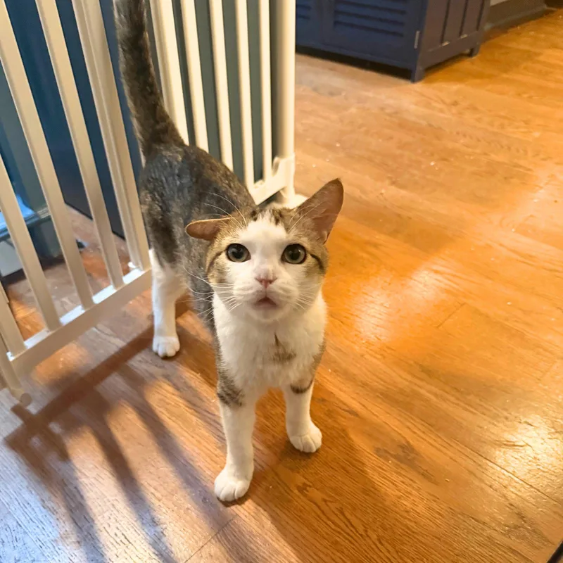 A young medium-sized male Domestic Short Hair cat named Vecna for adoption in Brooklyn, NY
