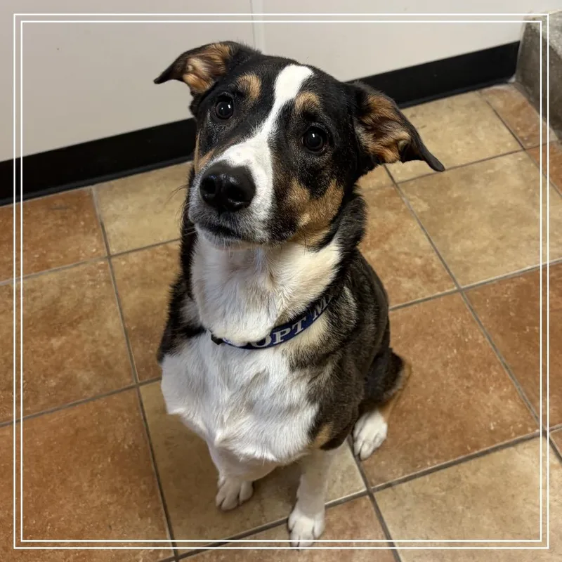 An adult medium-sized male Black Hound dog named FWT Dylan for adoption in Midland, TX
