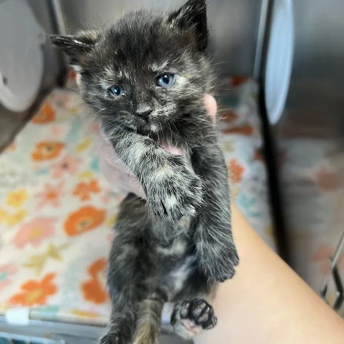 A baby small-sized female Tortoiseshell Domestic Short Hair cat named Bashful for adoption in Redwood City, CA